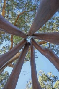 Upward view through Jarrah bushpole climbing tower showing convergent timber poles and aluminium roof at Hathaway Reserve Baldivis
